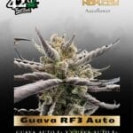 Guava RF3 Auto (Feminized) - Fast Buds