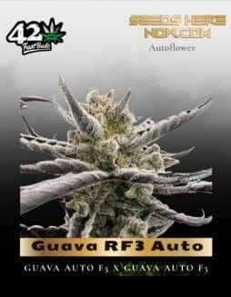 Guava RF3 Auto (Feminized) (space) Fast Buds
