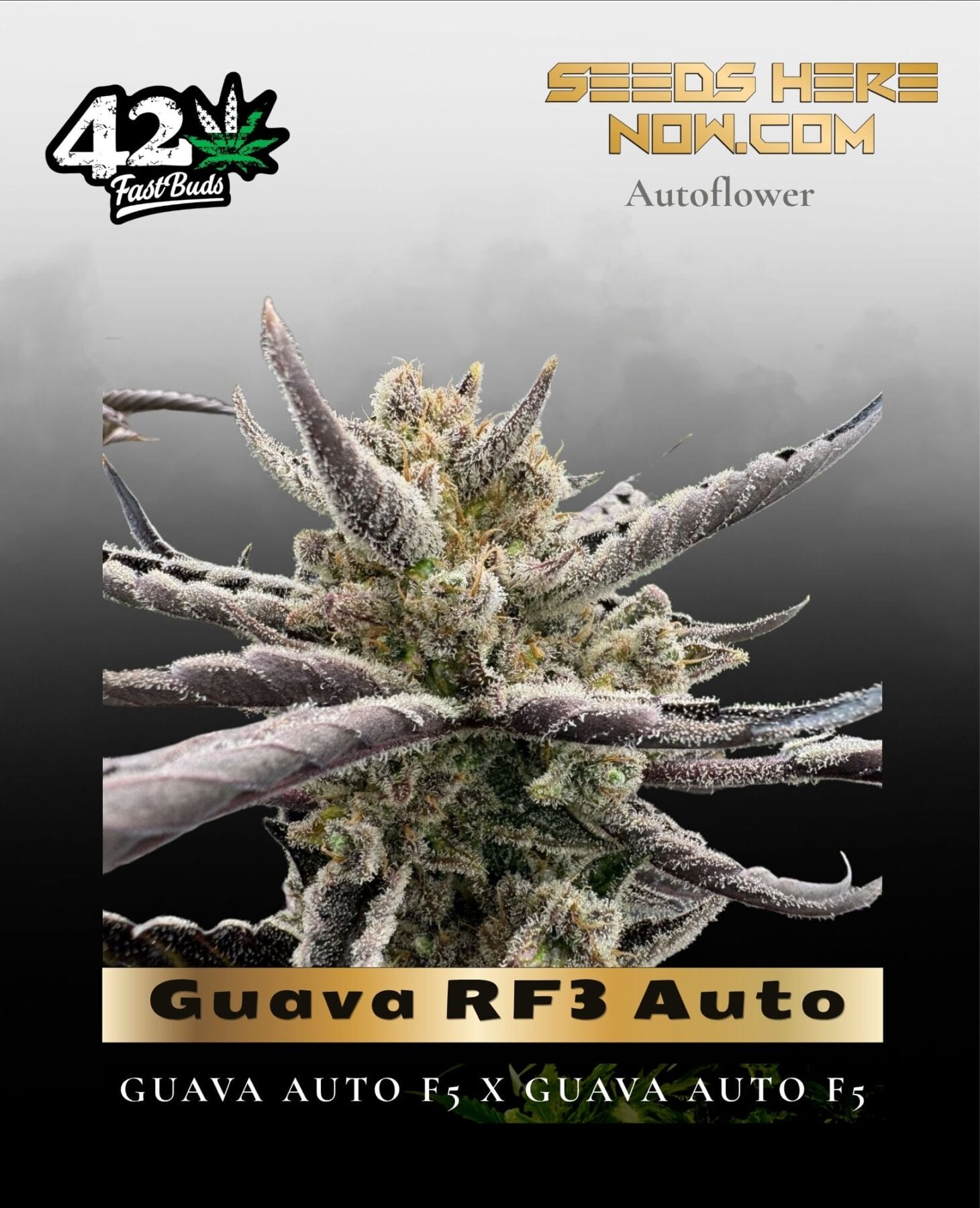 Guava RF3 Auto (Feminized) - Fast Buds