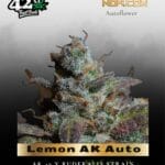 Lemon AK Auto (Feminized) - Fast Buds