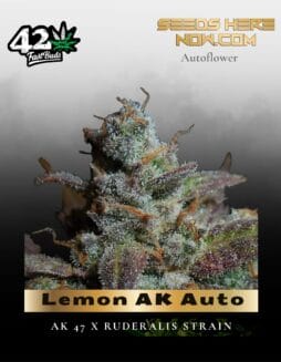 Lemon AK Auto (Feminized) (space) Fast Buds