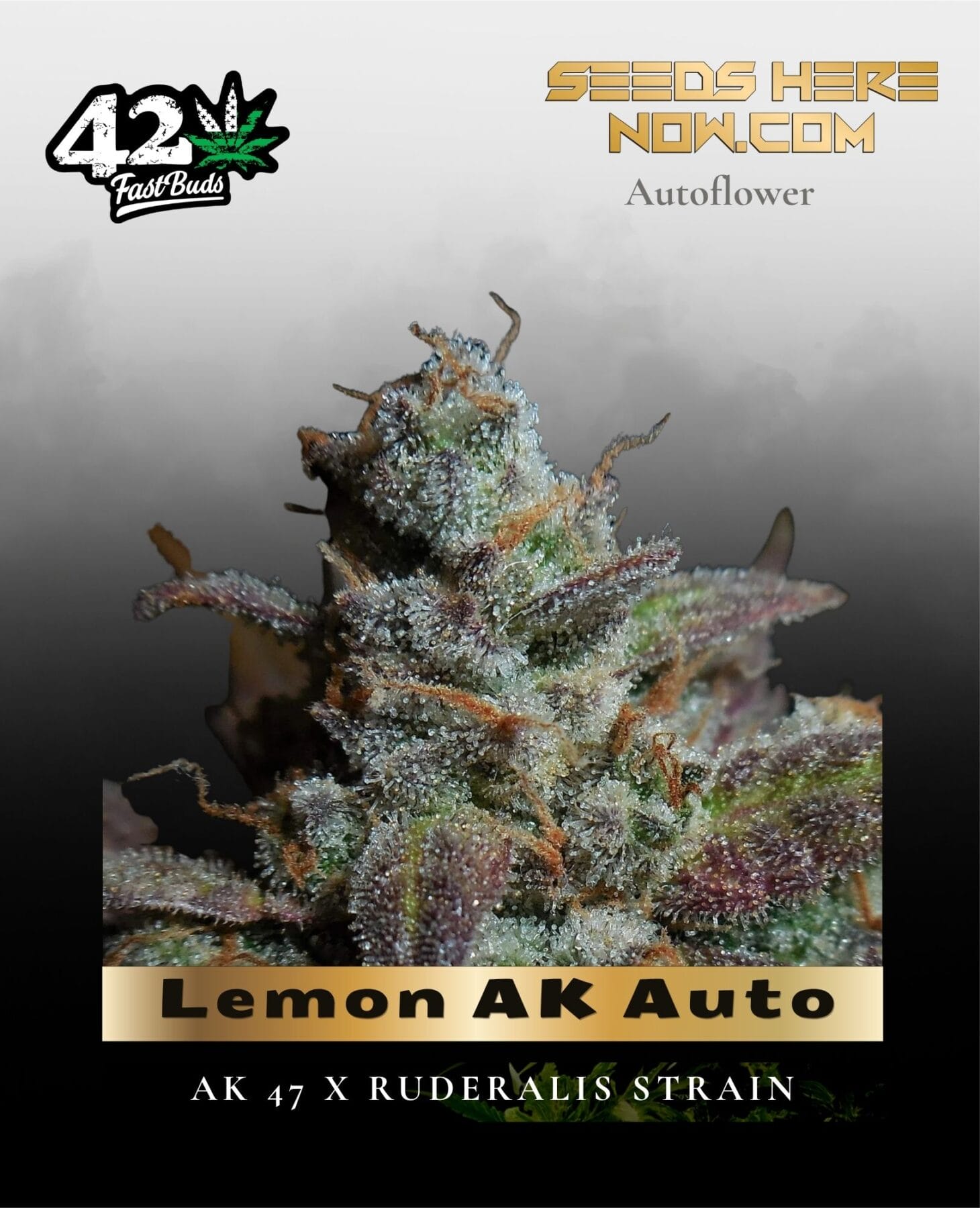 Lemon AK Auto (Feminized) - Fast Buds