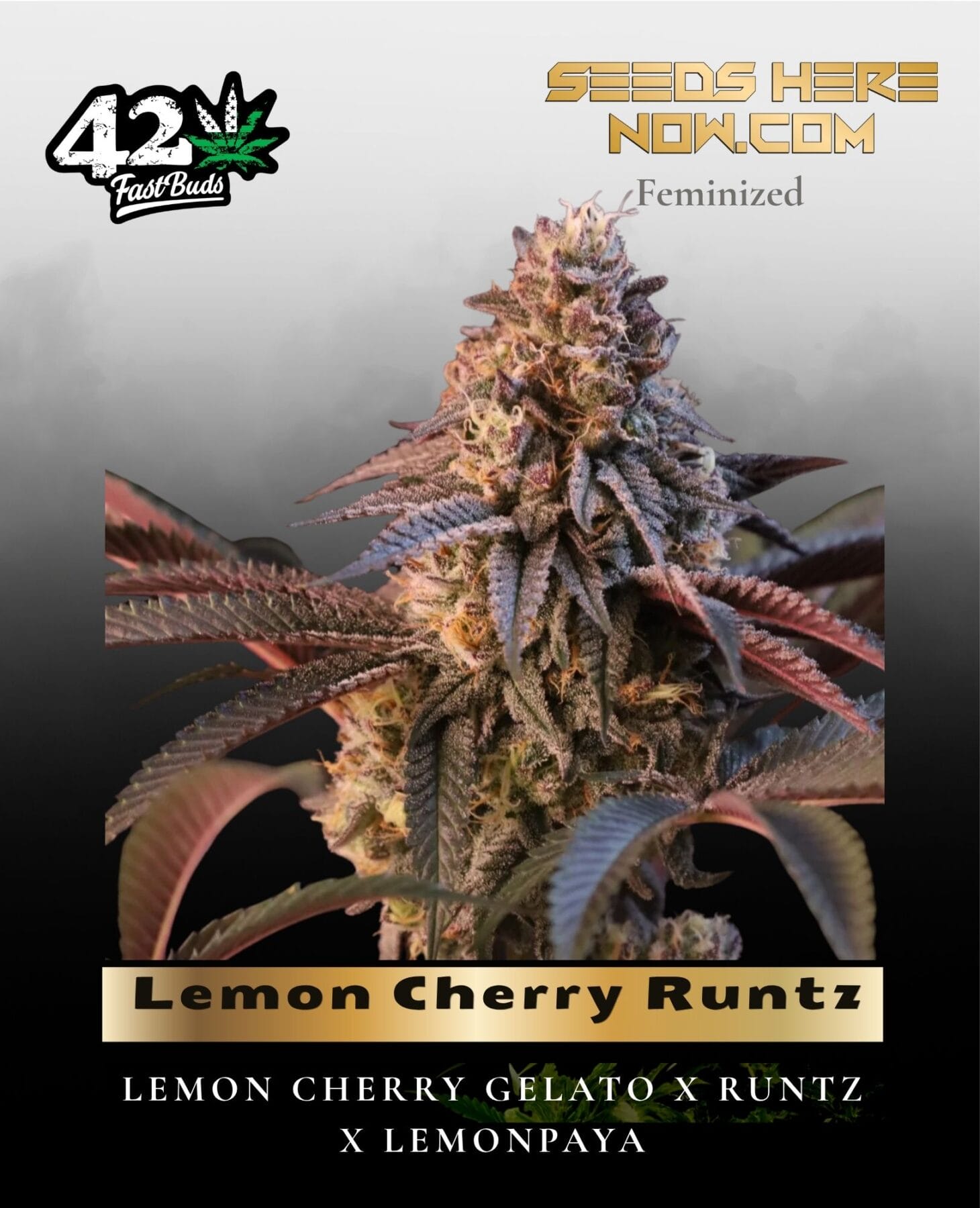 Lemon Cherry Runtz (Feminized) - Fast Buds