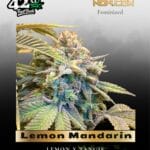 Lemon Mandarin (Feminized) - Fast Buds