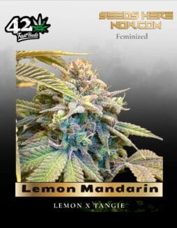 Lemon Mandarin (Feminized) (space) Fast Buds