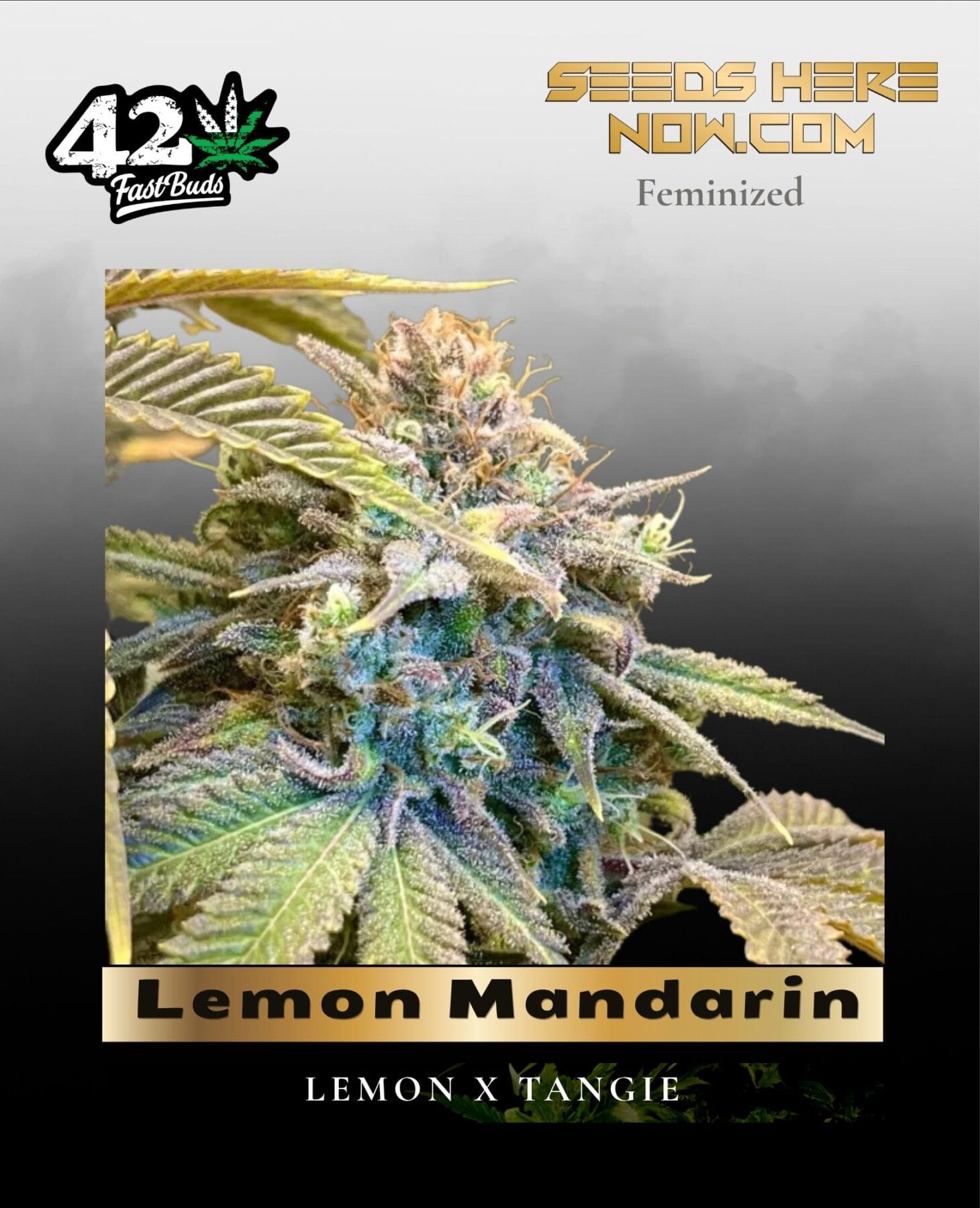 Lemon Mandarin (Feminized) - Fast Buds