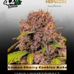 Lemon Cherry Cookies Auto (Feminized) - Fast Buds