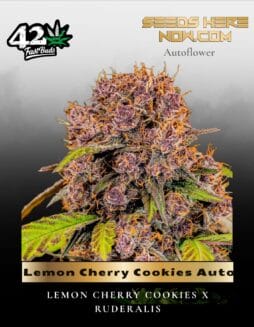Lemon Cherry Cookies Auto (Feminized) (space) Fast Buds