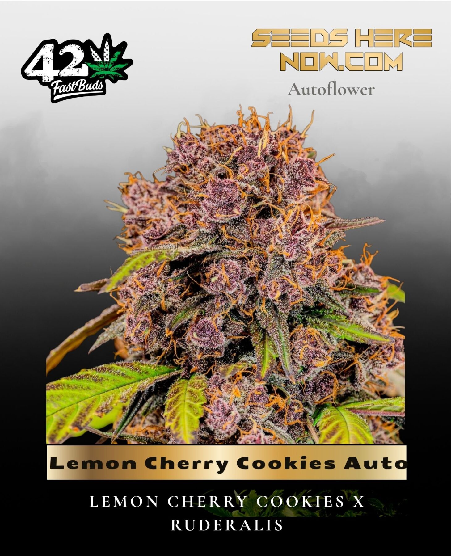 Lemon Cherry Cookies Auto (Feminized) - Fast Buds