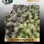 Lemonpaya (Feminized) - Fast Buds