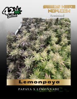 Lemonpaya (Feminized) (space) Fast Buds
