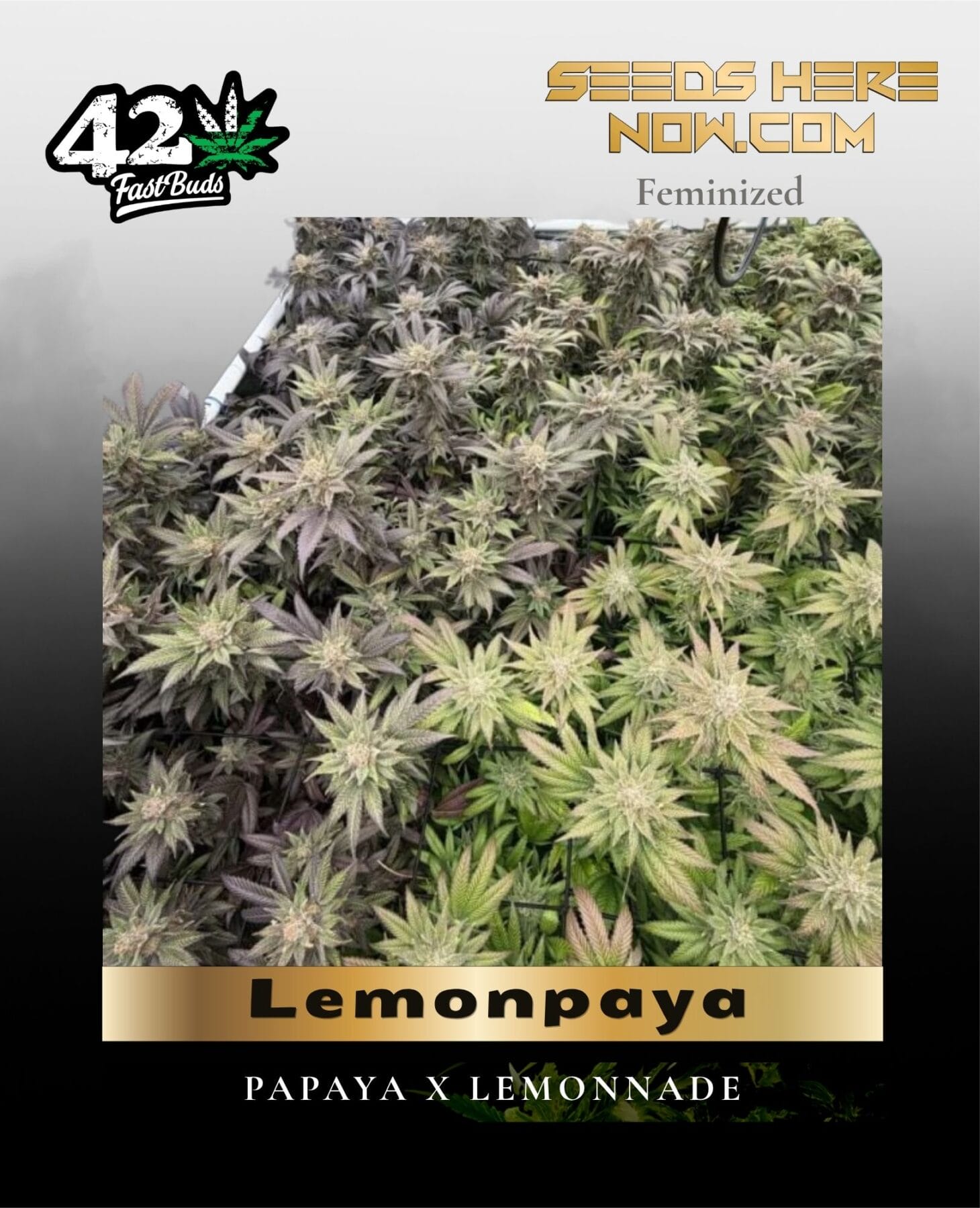 Lemonpaya (Feminized) - Fast Buds