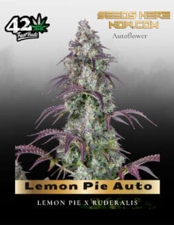 Lemon Pie Auto (Feminized) (space) Fast Buds