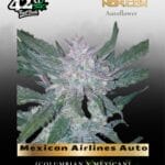 Mexican Airlines Auto (Feminized) - Fast Buds