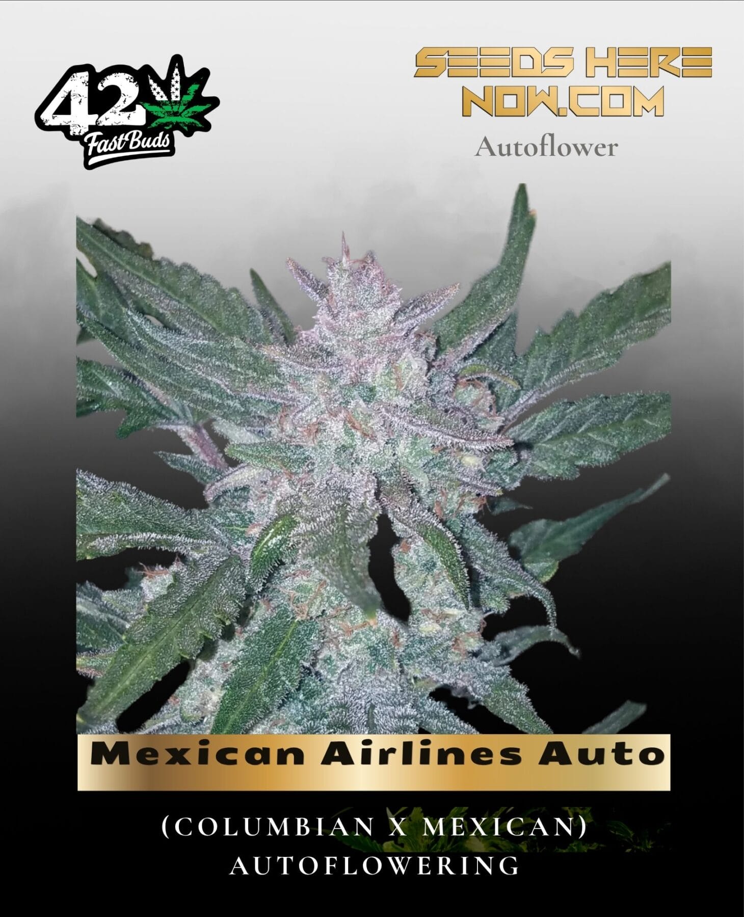 Mexican Airlines Auto (Feminized) - Fast Buds