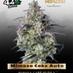 Mimosa Cake Auto (Feminized) - Fast Buds