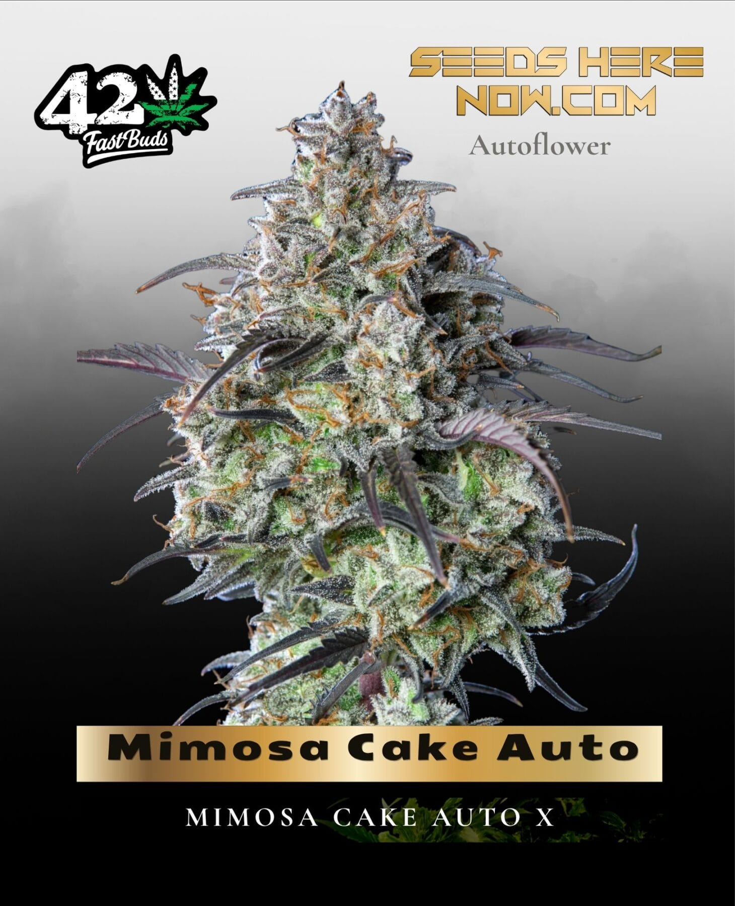 Mimosa Cake Auto (Feminized) - Fast Buds