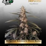 Original Amnesia Haze Auto (Feminized) - Fast Buds