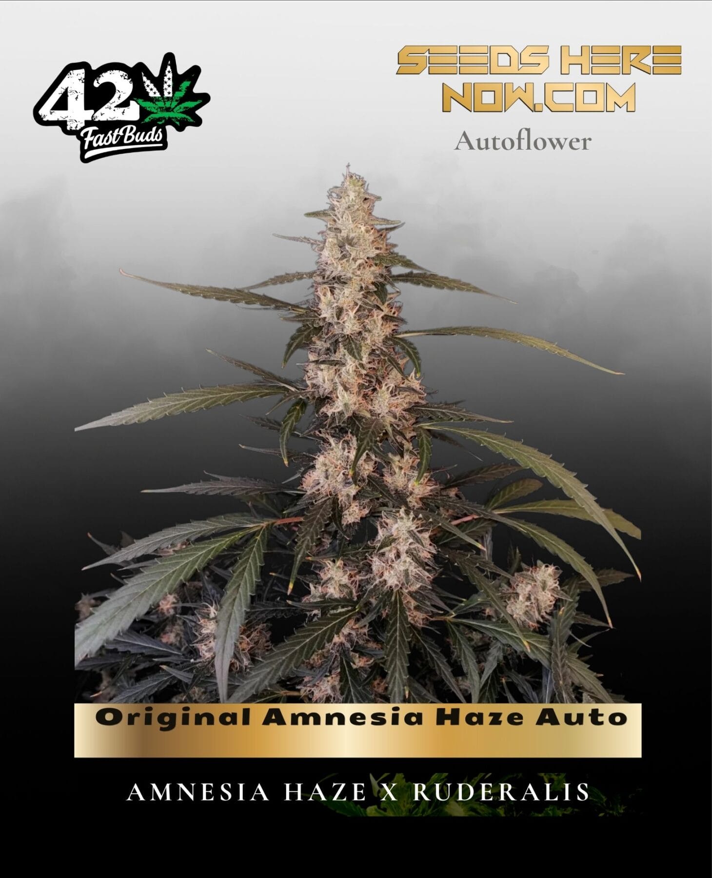 Original Amnesia Haze Auto (Feminized) - Fast Buds