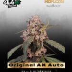 Original AK Auto (Feminized) - Fast Buds