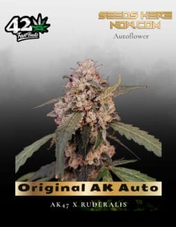 Original AK Auto (Feminized) (space) Fast Buds
