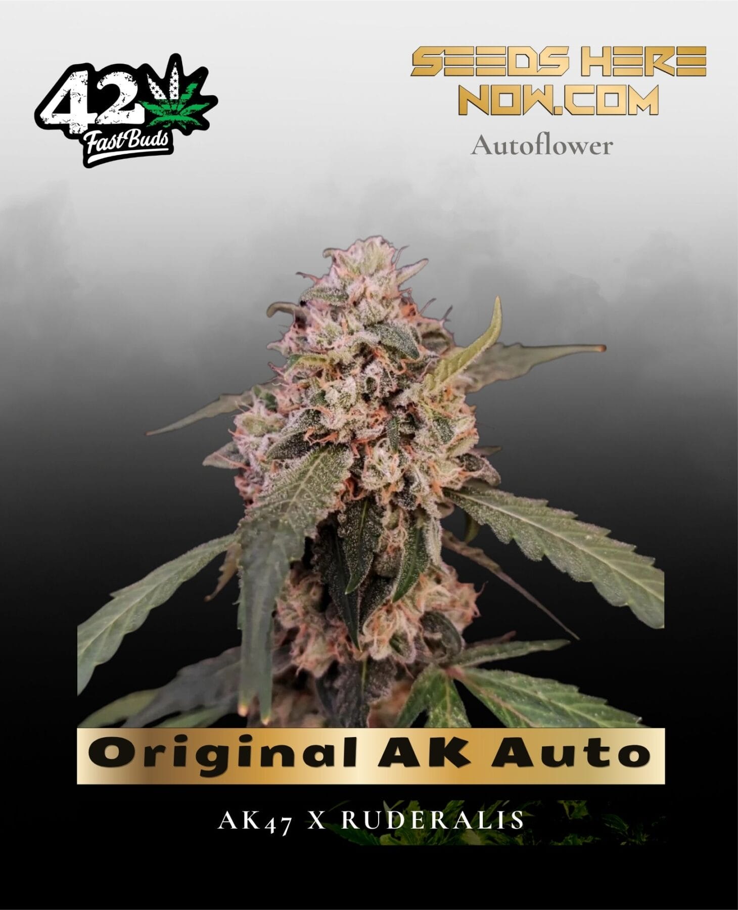 Original AK Auto (Feminized) - Fast Buds
