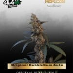 Original BubbleGum Auto (Feminized) - Fast Buds