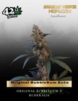 Original BubbleGum Auto (Feminized) (space) Fast Buds