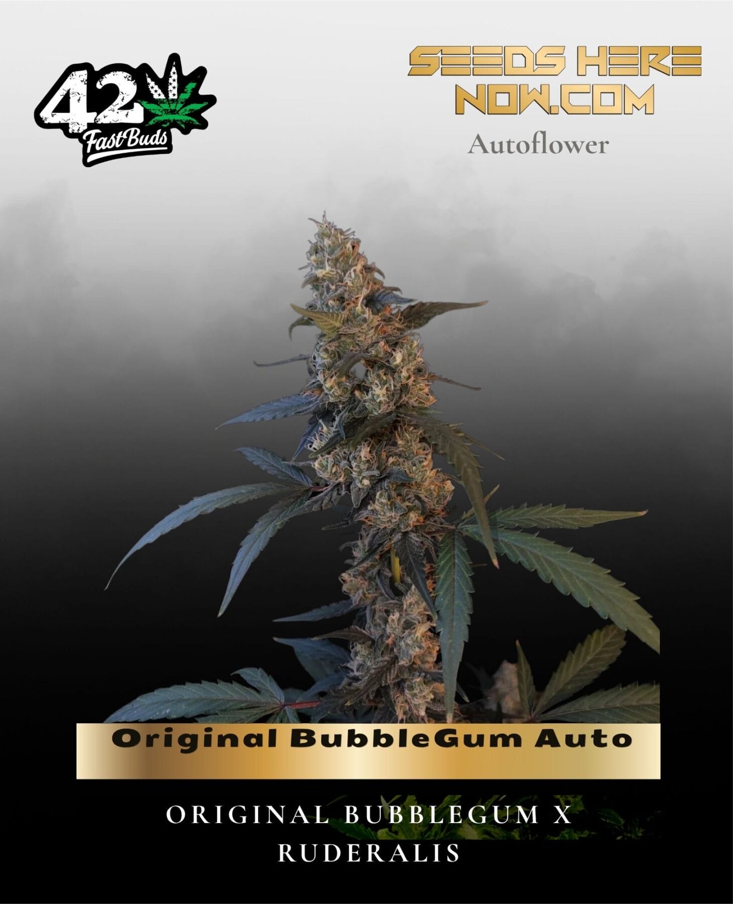 Original BubbleGum Auto (Feminized) - Fast Buds