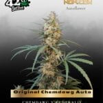 Original Chemdawg Auto (Feminized) - Fast Buds