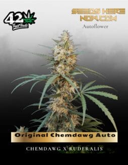 Original Chemdawg Auto (Feminized) (space) Fast Buds