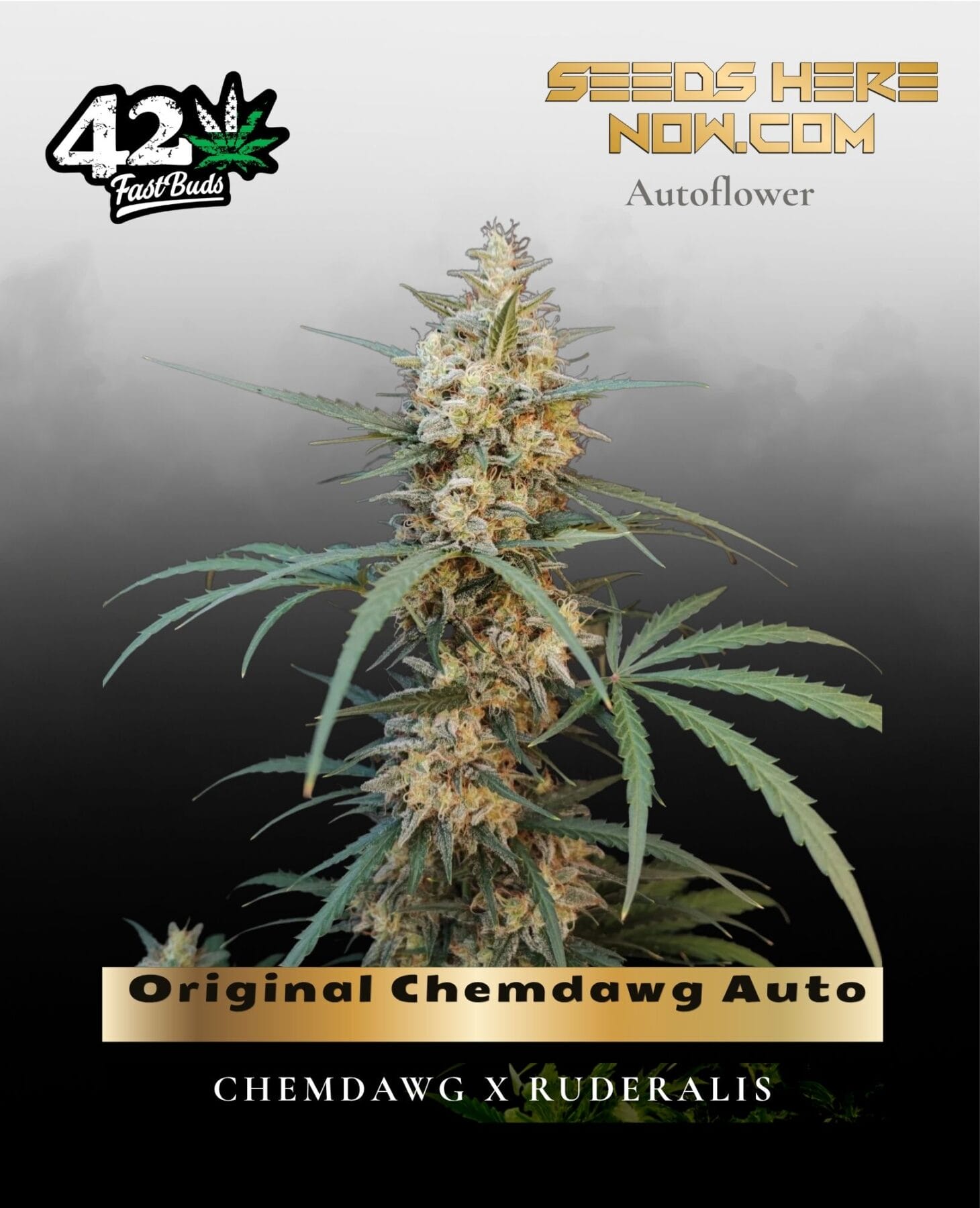 Original Chemdawg Auto (Feminized) - Fast Buds