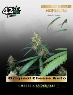 Original Cheese Auto (Feminized) (space) Fast Buds