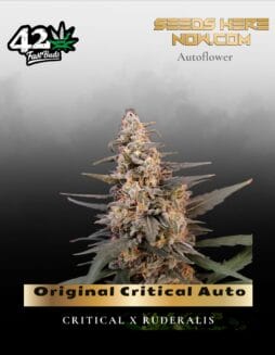 Original Critical Auto (Feminized) (space) Fast Buds