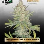 Original OG Kush Auto (Feminized) - Fast Buds