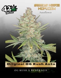 Original OG Kush Auto (Feminized) (space) Fast Buds