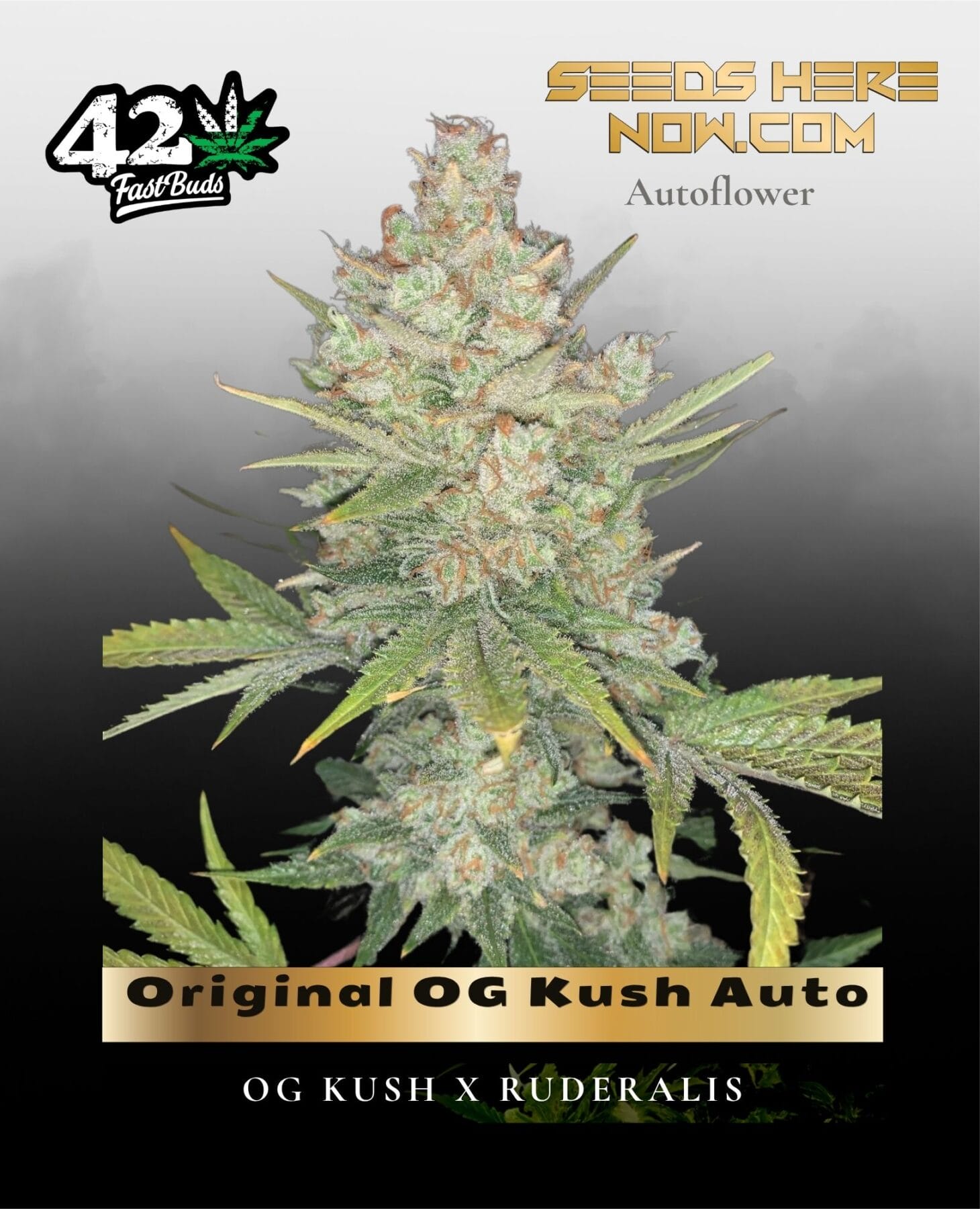 Original OG Kush Auto (Feminized) - Fast Buds