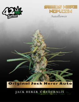 Original Jack Herer Auto (Feminized) (space) Fast Buds