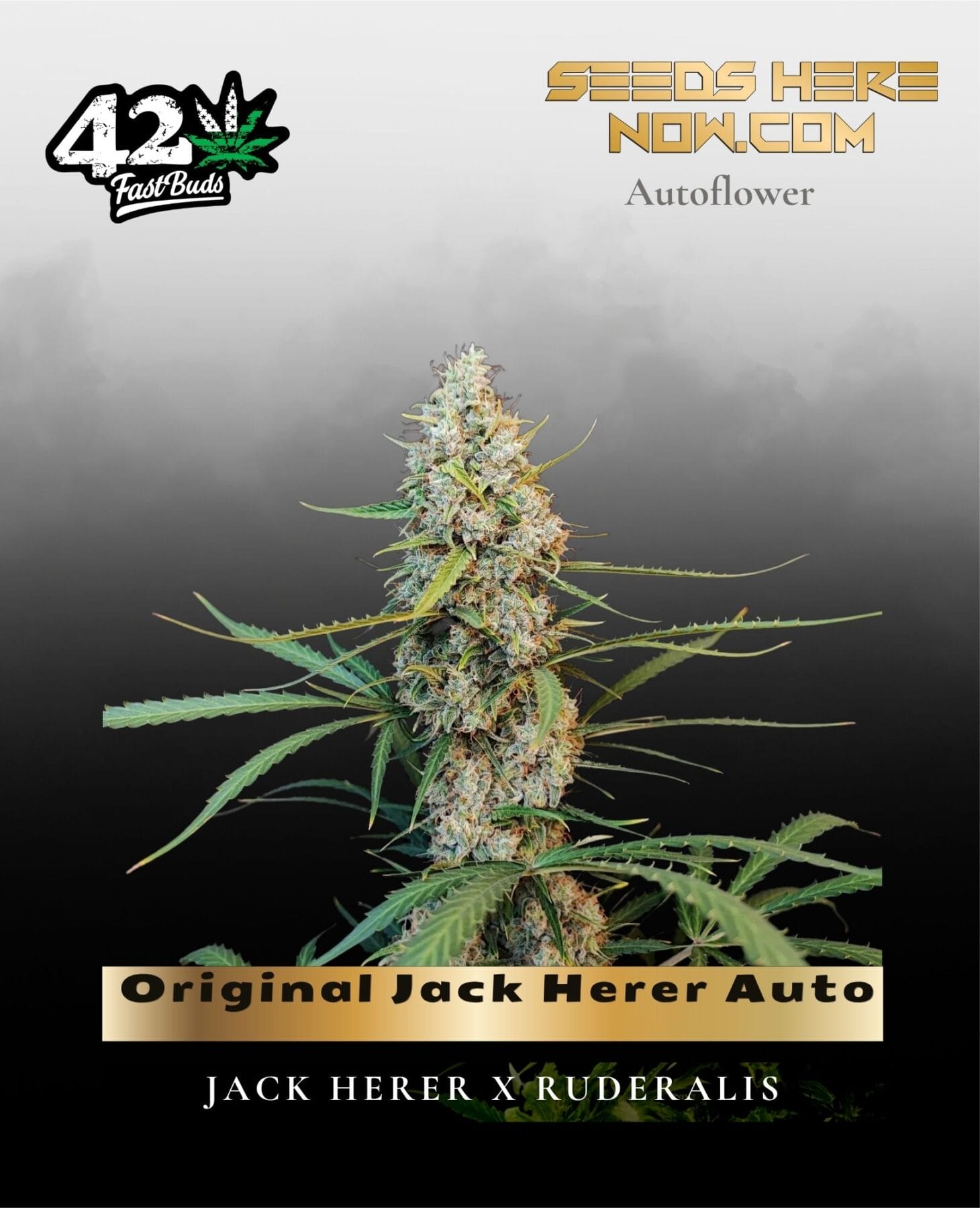 Original Jack Herer Auto (Feminized) - Fast Buds