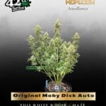 Original Moby Dick Auto (Feminized) - Fast Buds