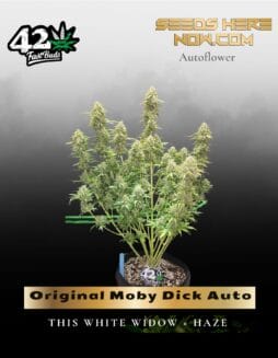 Original Moby Dick Auto (Feminized) (space) Fast Buds