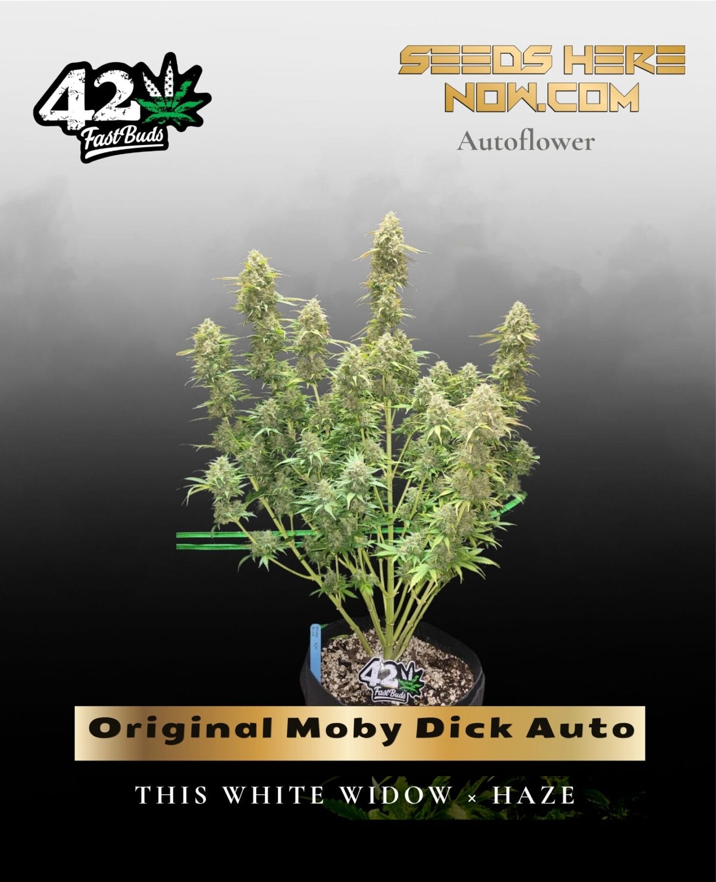 Original Moby Dick Auto (Feminized) - Fast Buds