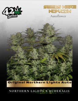 Original Northern Lights Auto (Feminized) (space) Fast Buds