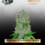 Orange President Auto (Feminized) - Fast Buds