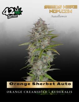 Orange Sherbet Auto (Feminized) (space) Fast Buds