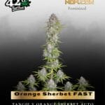 Orange Sherbet FAST (Feminized) - Fast Buds