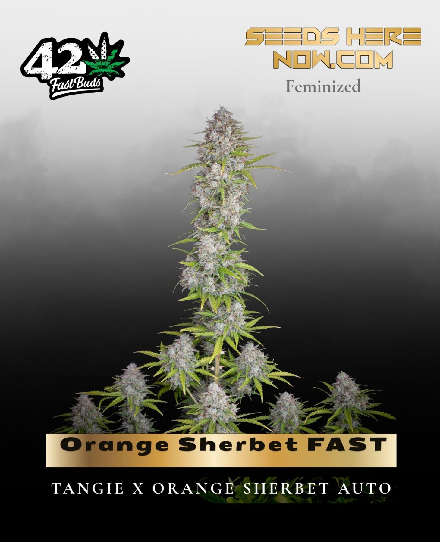 Orange Sherbet FAST (Feminized) - Fast Buds
