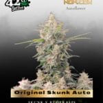 Original Skunk Auto (Feminized) - Fast Buds