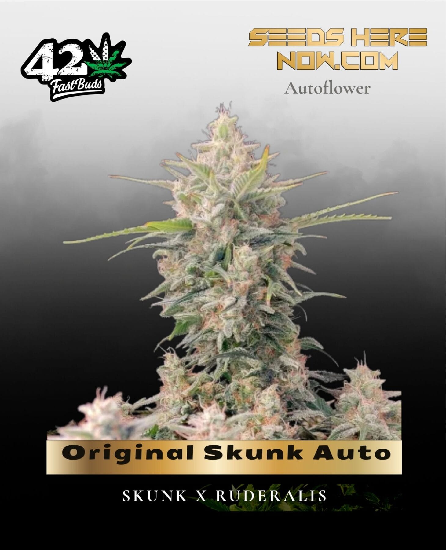 Original Skunk Auto (Feminized) - Fast Buds