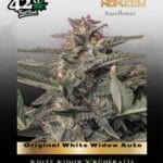 Original White Widow Auto (Feminized) - Fast Buds